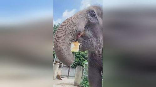 大象吃大肚瓜视频,揭秘大象与大肚瓜的奇妙邂逅