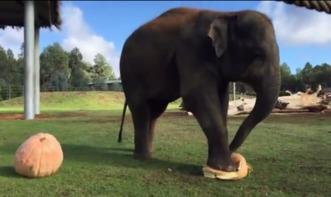 大象吃大肚瓜视频,揭秘大象与大肚瓜的奇妙邂逅