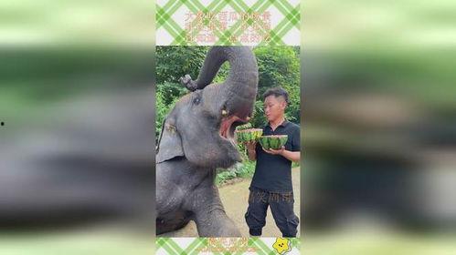 大象吃大肚瓜视频,揭秘大象与大肚瓜的奇妙邂逅