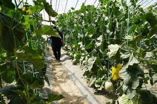 树下吃瓜最新视频大全,最新视频大全精彩瞬间大盘点