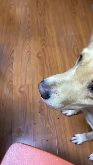 小狗吃瓜吐籽视频大全,小狗吃瓜吐籽萌态大盘点