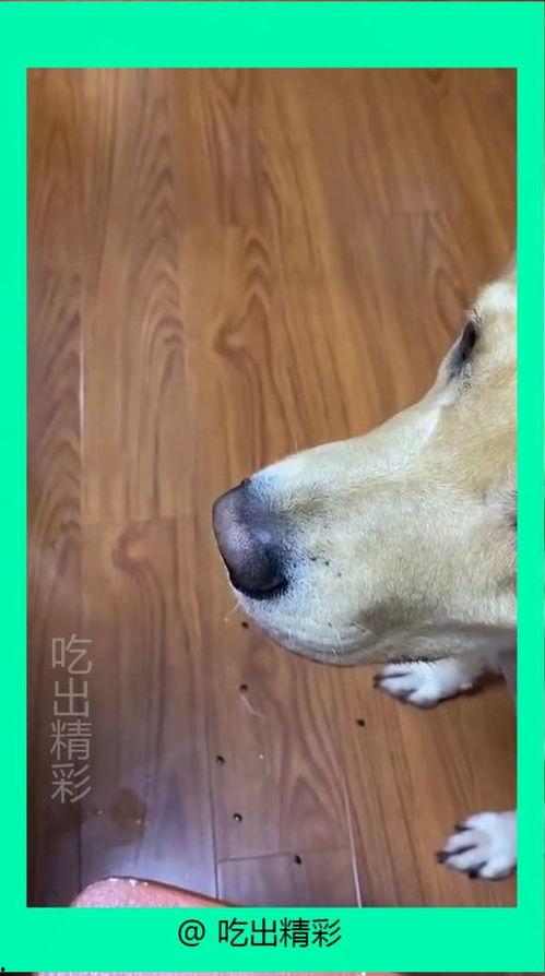 小狗吃瓜吐籽视频大全,小狗吃瓜吐籽萌态大盘点