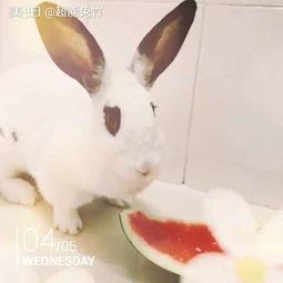 宠物兔吃瓜视频播放平台,宠物兔吃瓜视频走红网络，萌态可掬引网友热议