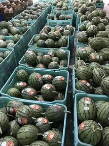 吃瓜聚集地视频