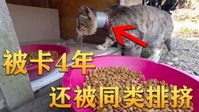 吃瓜聚集地视频