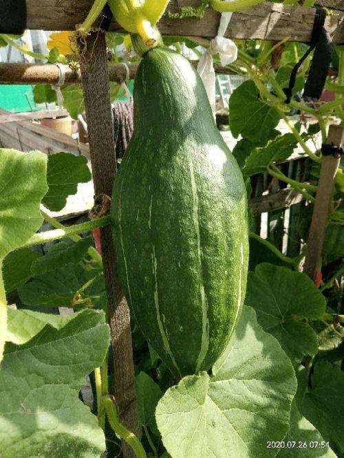 吃瓜砍了一刀视频,揭秘吃瓜砍瓜背后的趣味与智慧