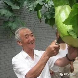 吃瓜砍了一刀视频,揭秘吃瓜砍瓜背后的趣味与智慧