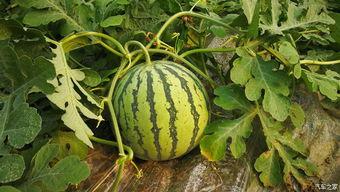 平凉吃瓜视频完整版,揭秘当地美食文化盛宴