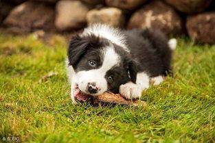 小边牧吃哈密瓜好吗视频