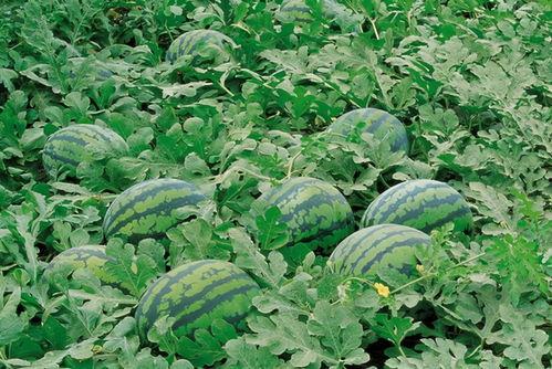 花店吃瓜视频爆料大全