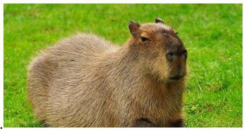 水豚吃瓜视频全集,趣味横生的全集回顾