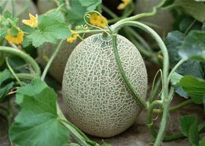 广西姑娘吃哈密瓜视频,甜蜜滋味尽收眼底