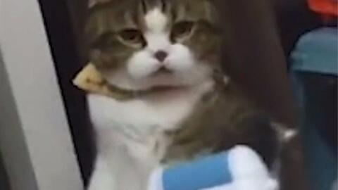 喵喵球吃瓜视频,揭秘娱乐圈幕后故事