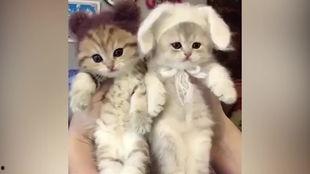 喵喵球吃瓜视频,揭秘娱乐圈幕后故事